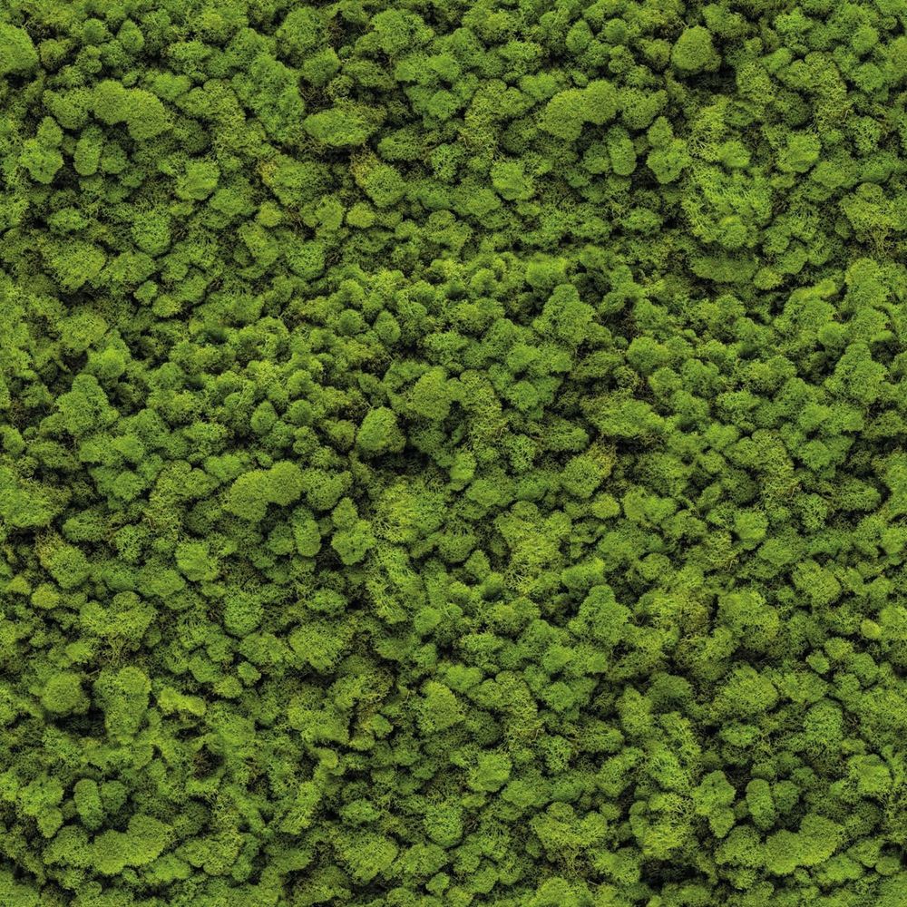 Moss swatch